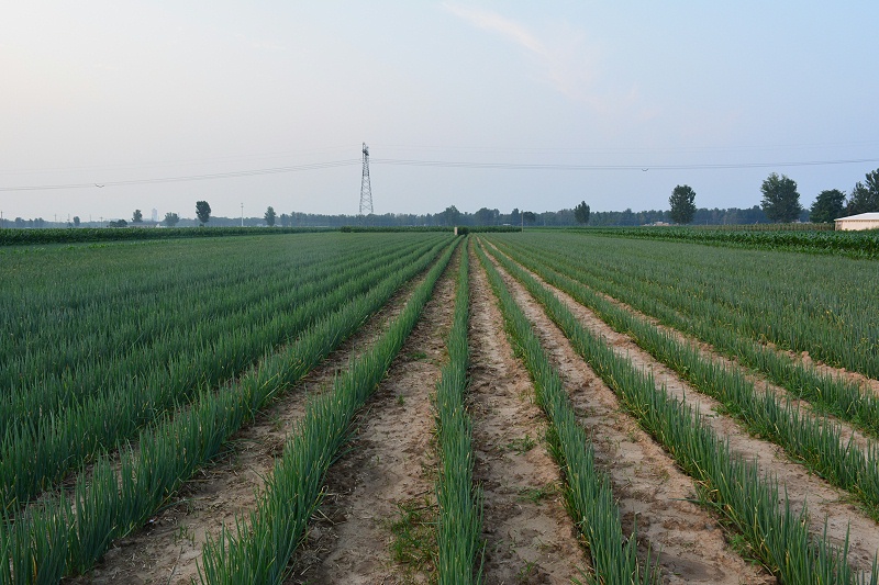 大蔥種植技術(shù)