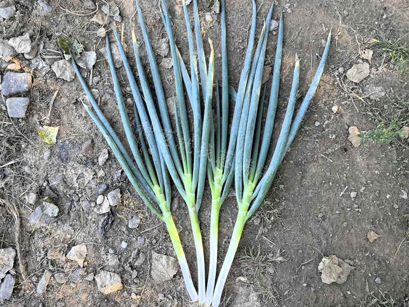 美白二號實拍