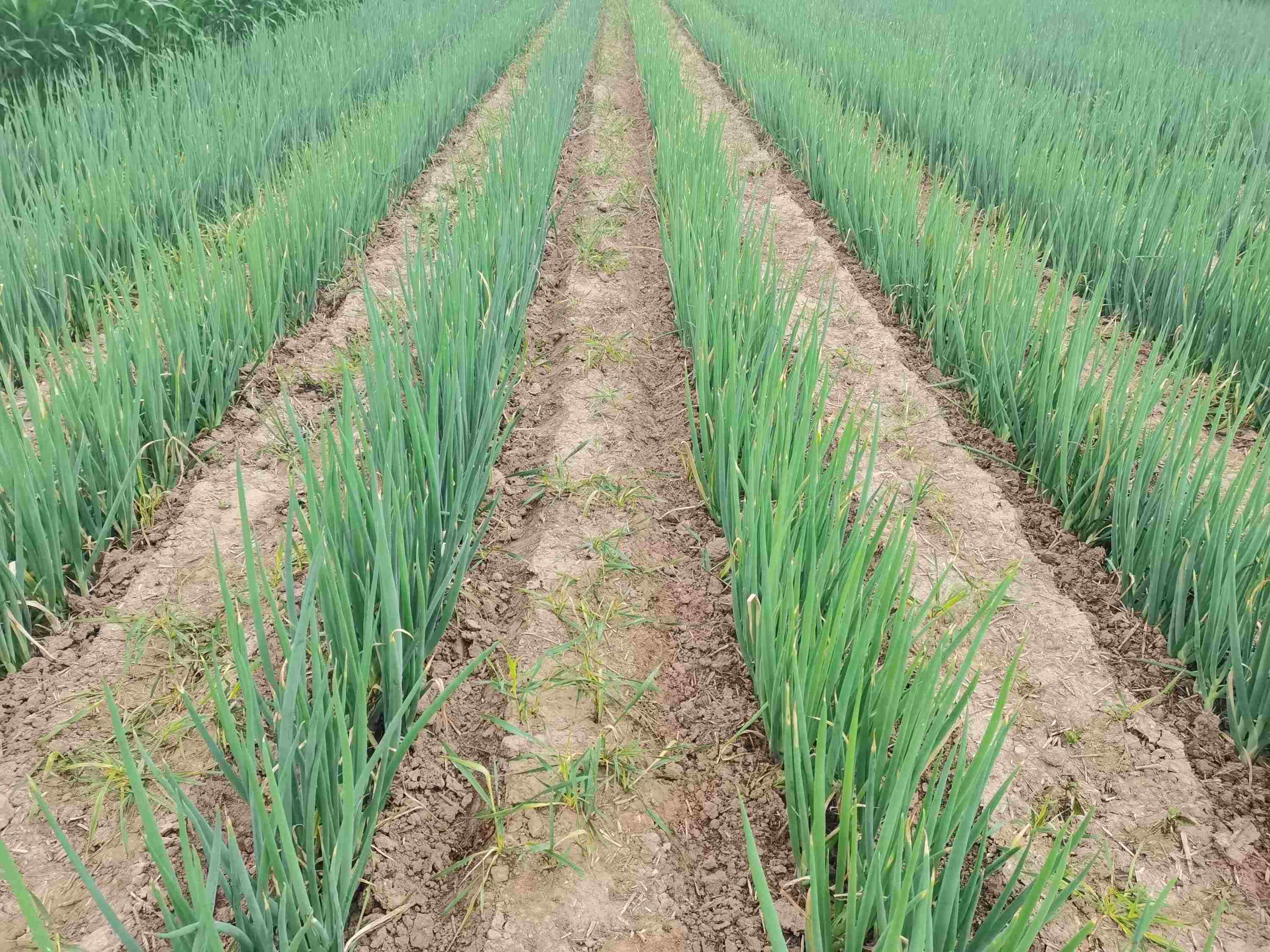 大蔥種植技術