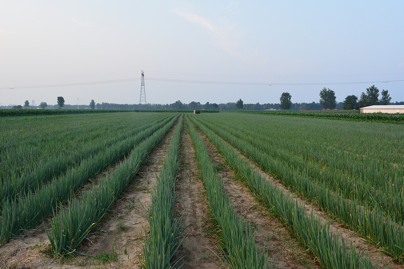 大蔥種植技術(shù)