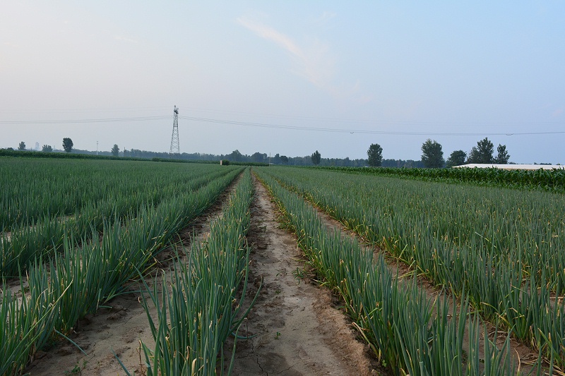 大蔥種植技術(shù)