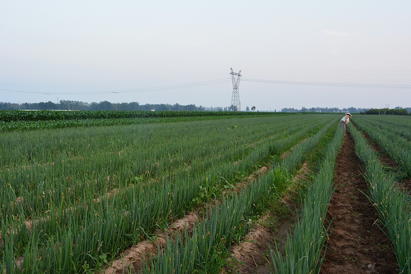 大蔥種植技術(shù)