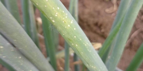 大蔥灰霉病來襲,多病混發產量打水漂