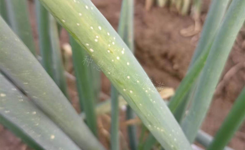 大蔥灰霉病實(shí)拍