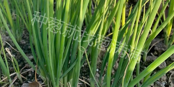 蔥苗長(zhǎng)到多大可以起苗？起苗時(shí)有哪些注意事項(xiàng)