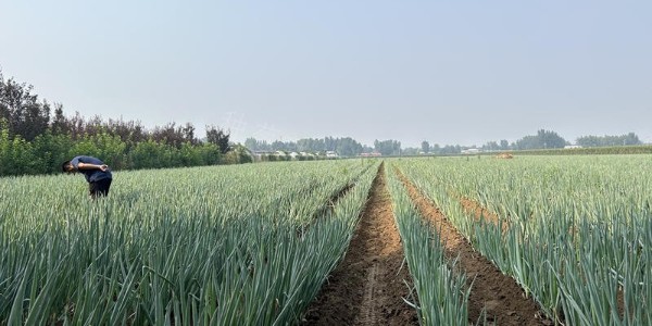 種植大蔥如何正確用肥?大蔥肥料使用有講究