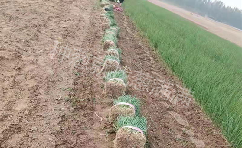 購買蔥苗移栽