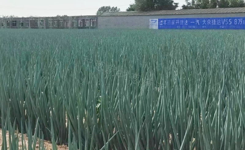 千總蔥田實拍