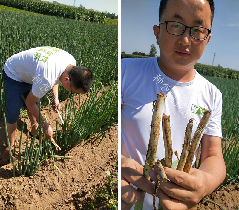 蔥滿滿農技人員深入田間地頭搞服務