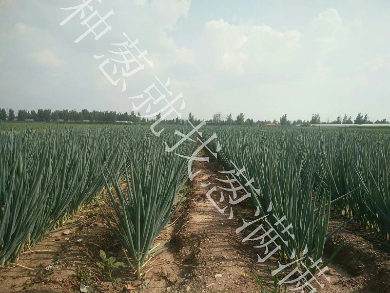 大蔥種植技術