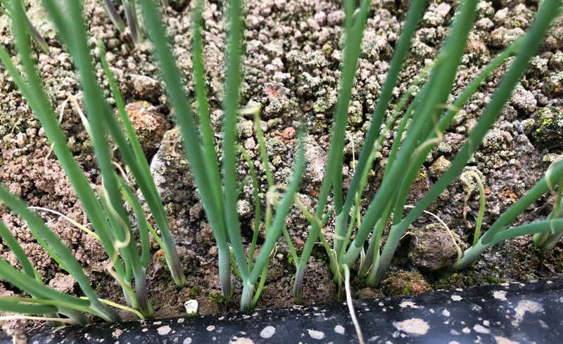 大蔥育苗實拍