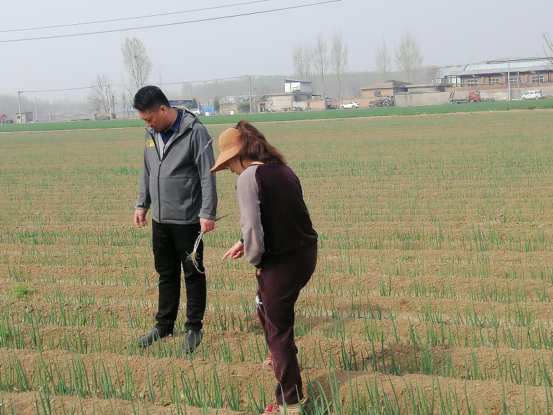 大蔥種植技術(shù)