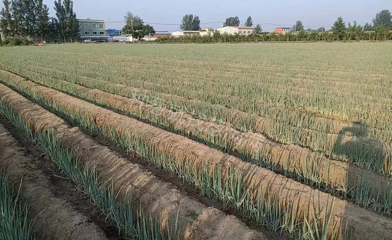 大蔥蔥田實(shí)拍