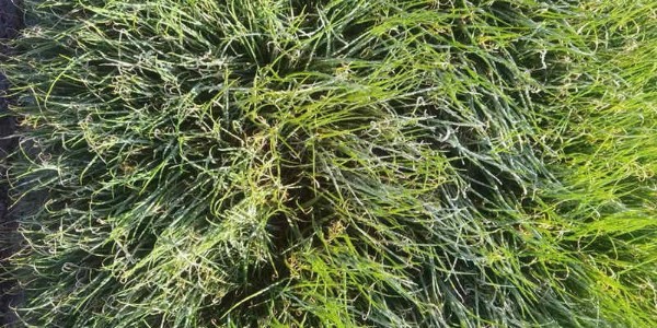 強(qiáng)冷空氣來襲,多地氣溫跳水_大蔥防凍劑速速打上