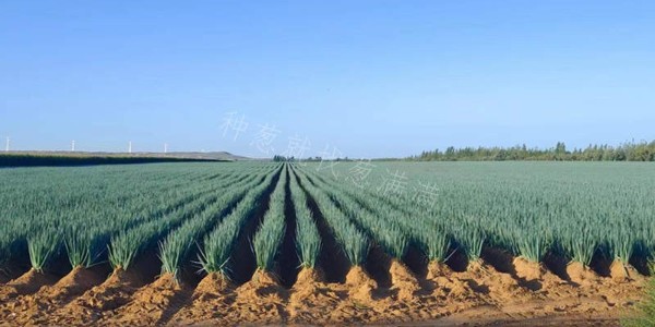 2023重新出發,蔥滿滿祝您元旦快樂