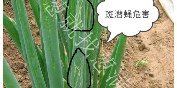 大蔥斑潛蠅危害有什么特征?大蔥斑潛蠅怎么防治？
