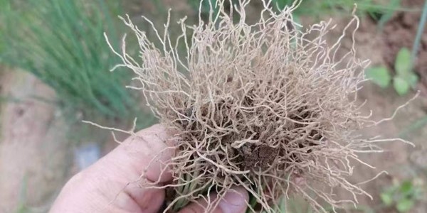 枯草芽孢桿菌被譽(yù)為"菌"中之王_大蔥用它哇哇長