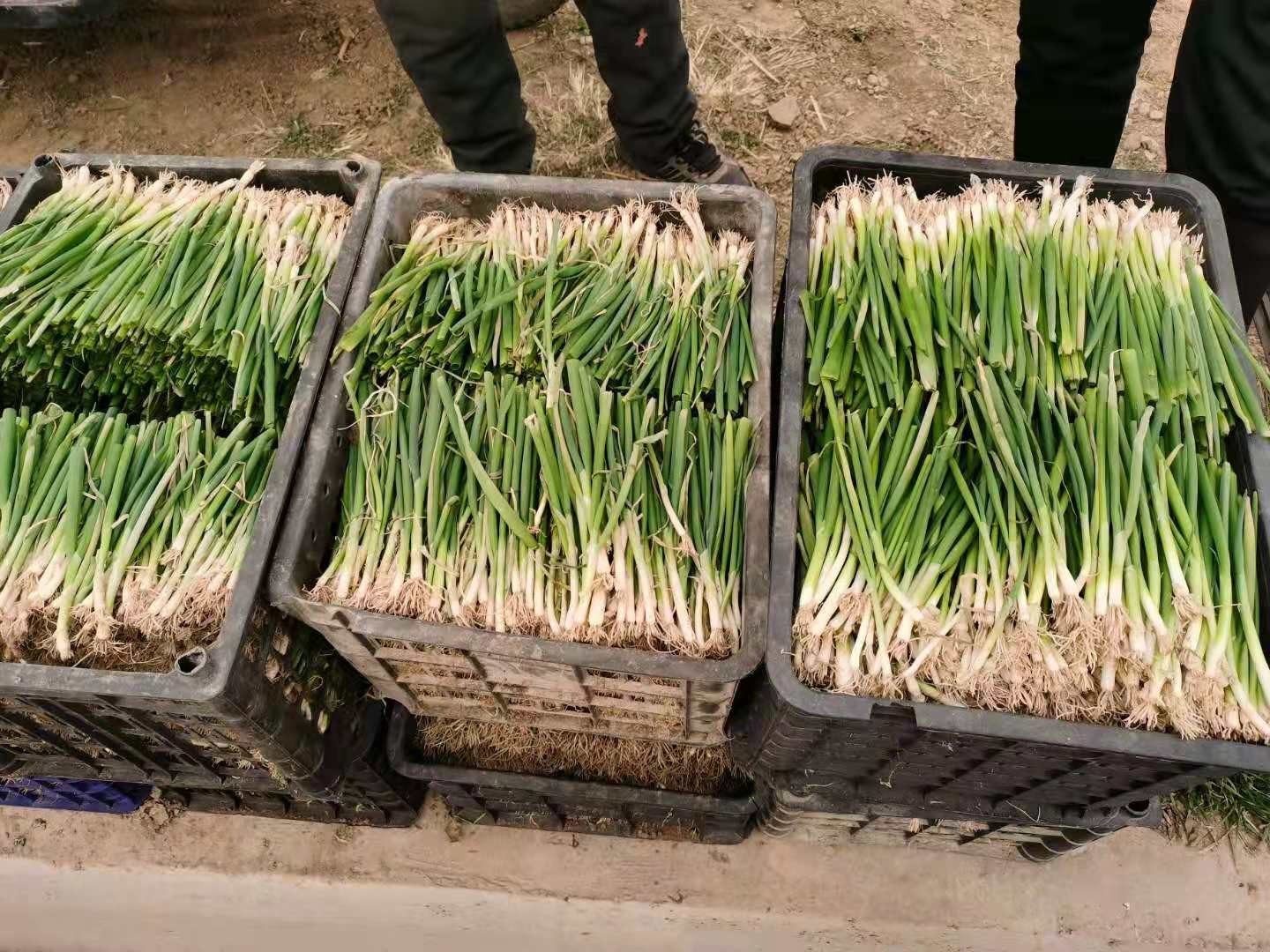 大蔥種植技術