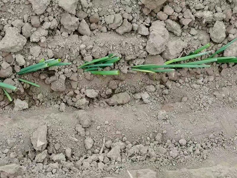 大蔥種植技術