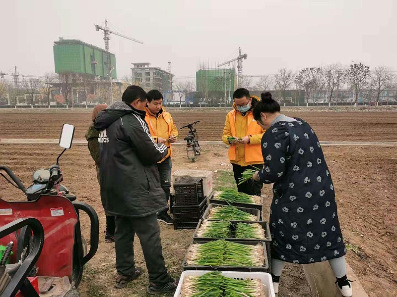大蔥種植技術