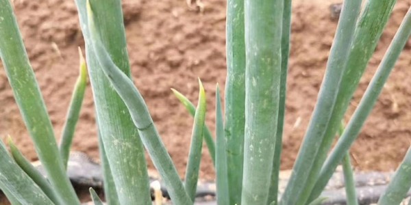 蔥上出現(xiàn)小白點(diǎn),都是薊馬惹的禍
