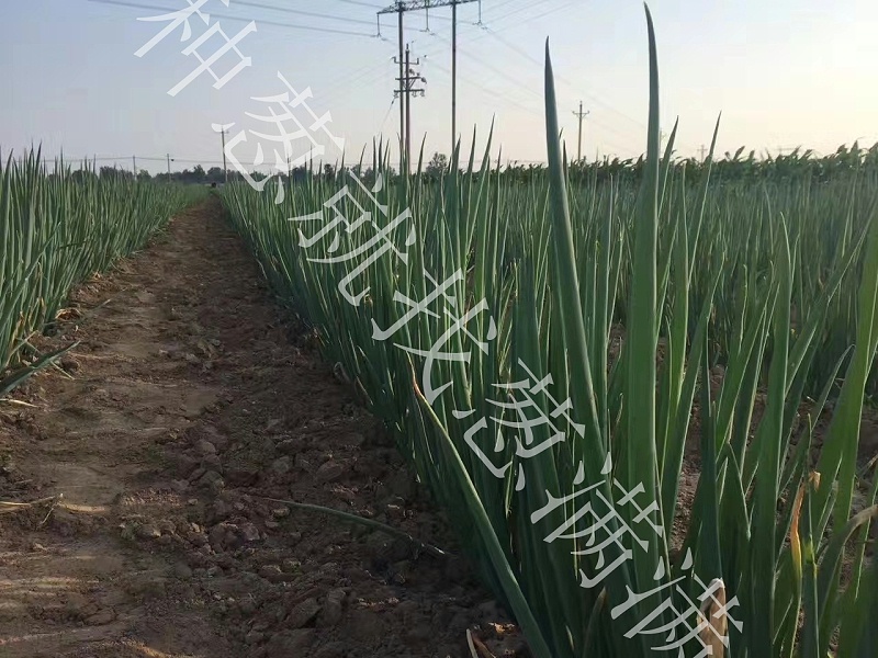 大蔥病蟲害
