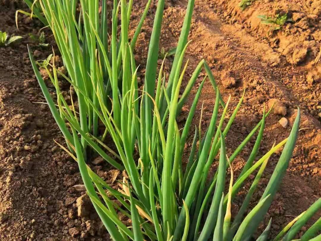 大蔥種植技術(shù)