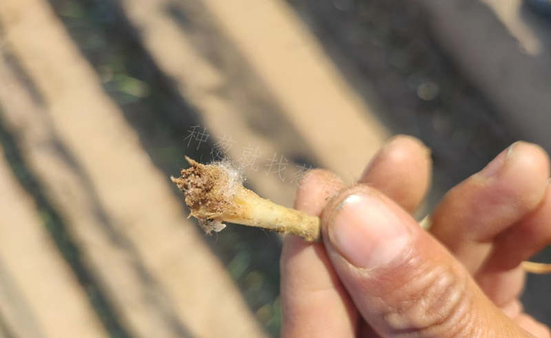 大蔥地蛆圖片