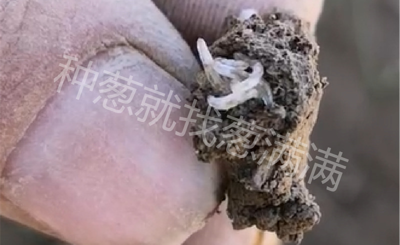 地蛆實拍圖