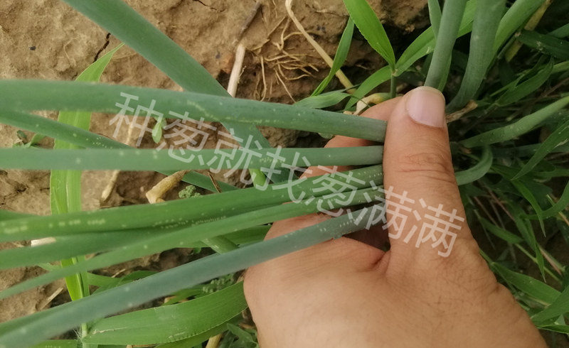 有薊馬的蔥葉