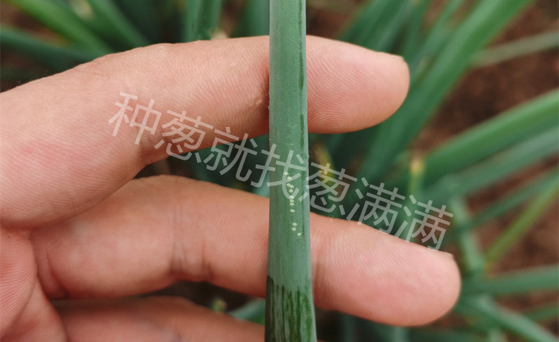 薊馬實拍