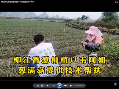 蔥滿滿為柳江香蔥種植戶韋阿姐提供技術(shù)幫扶