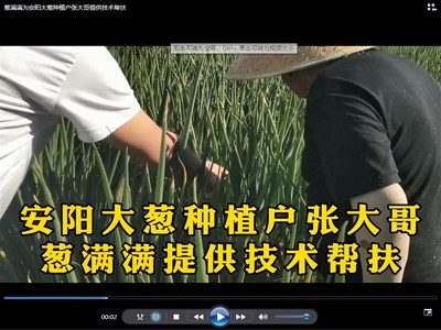 蔥滿滿為安陽大蔥種植戶張大哥提供技術(shù)幫扶