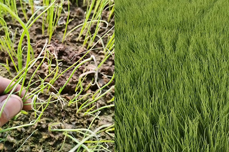 苗黃苗弱對(duì)比