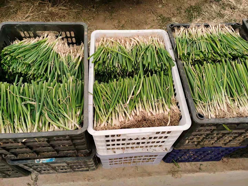 大蔥種植技術(shù)