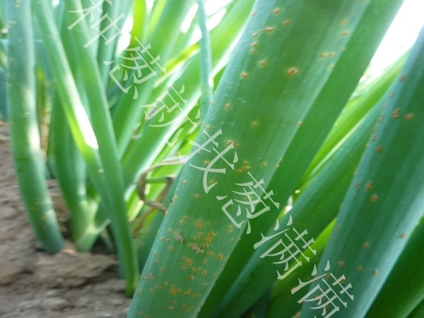 大蔥銹病發生的原因有哪些？大蔥銹病如何防治？
