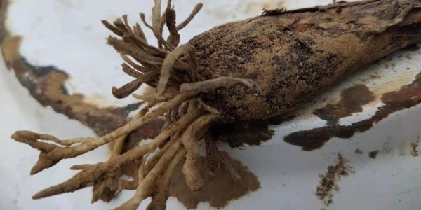 大蔥爛根有哪些原因?如何進(jìn)行防治?