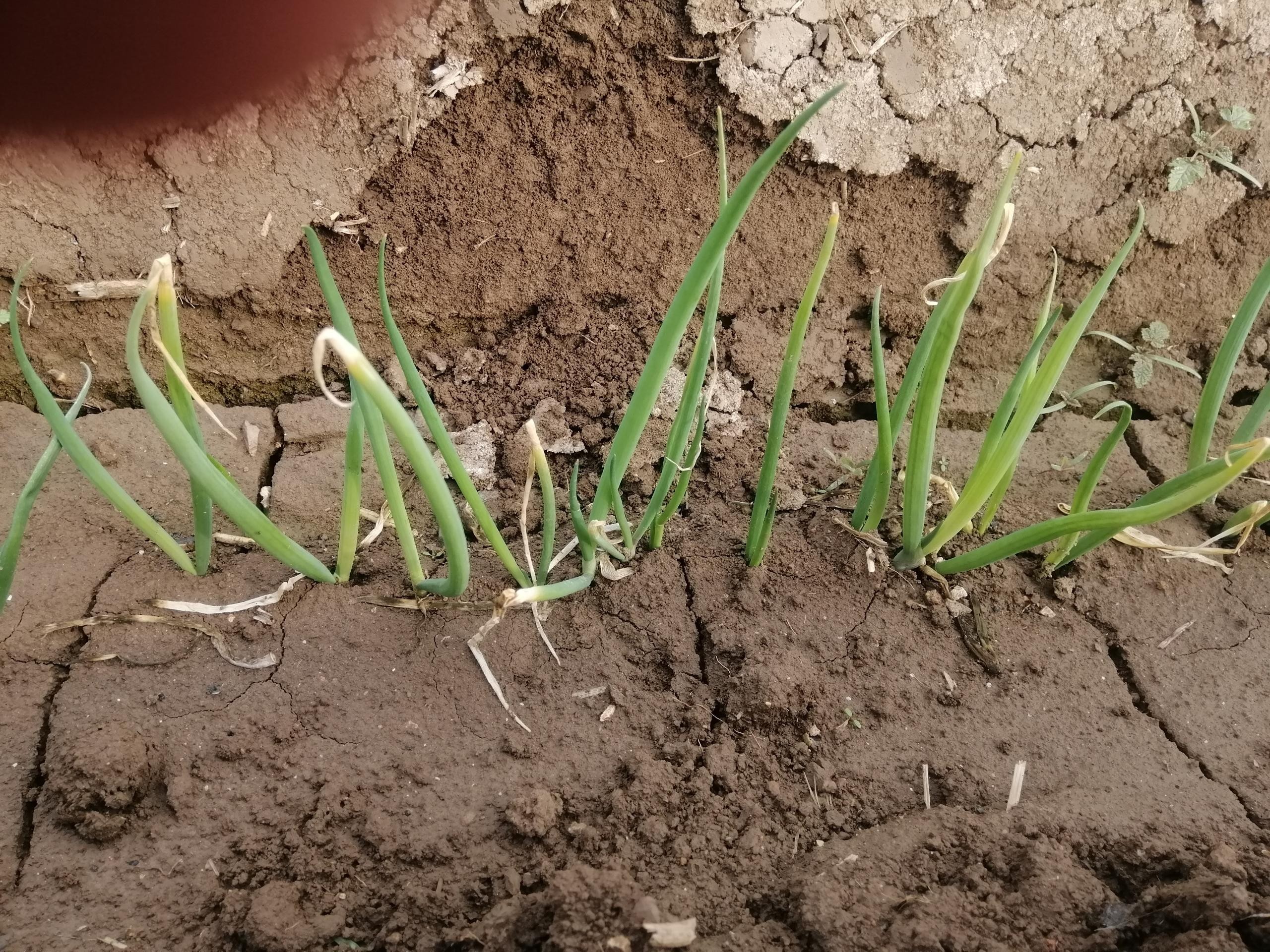 大蔥種植技術