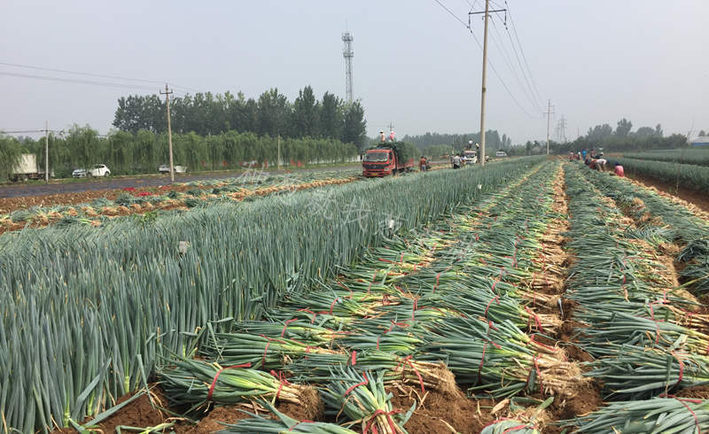 美白一號鋼蔥起蔥