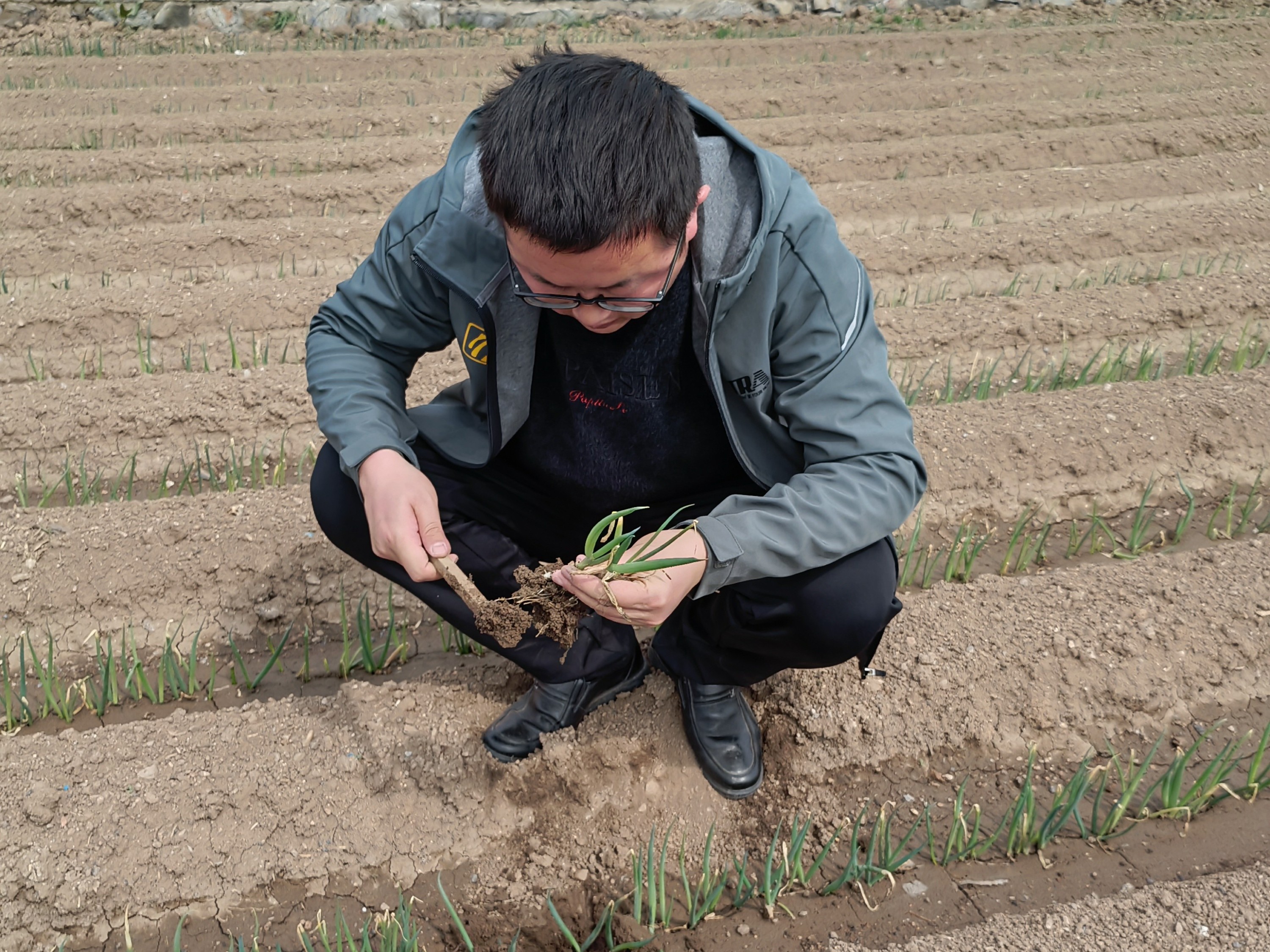 大蔥種植技術：冬蔥栽培定植時候應該怎么樣管理？