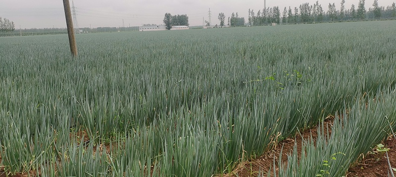 大蔥種植技術