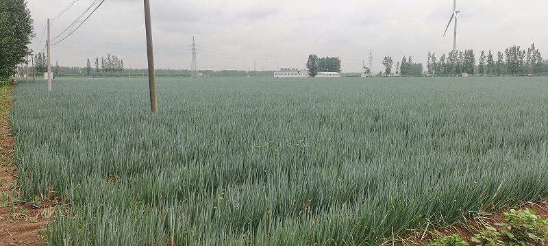 大蔥種植技術