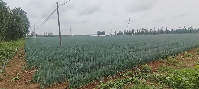 大蔥種植技術