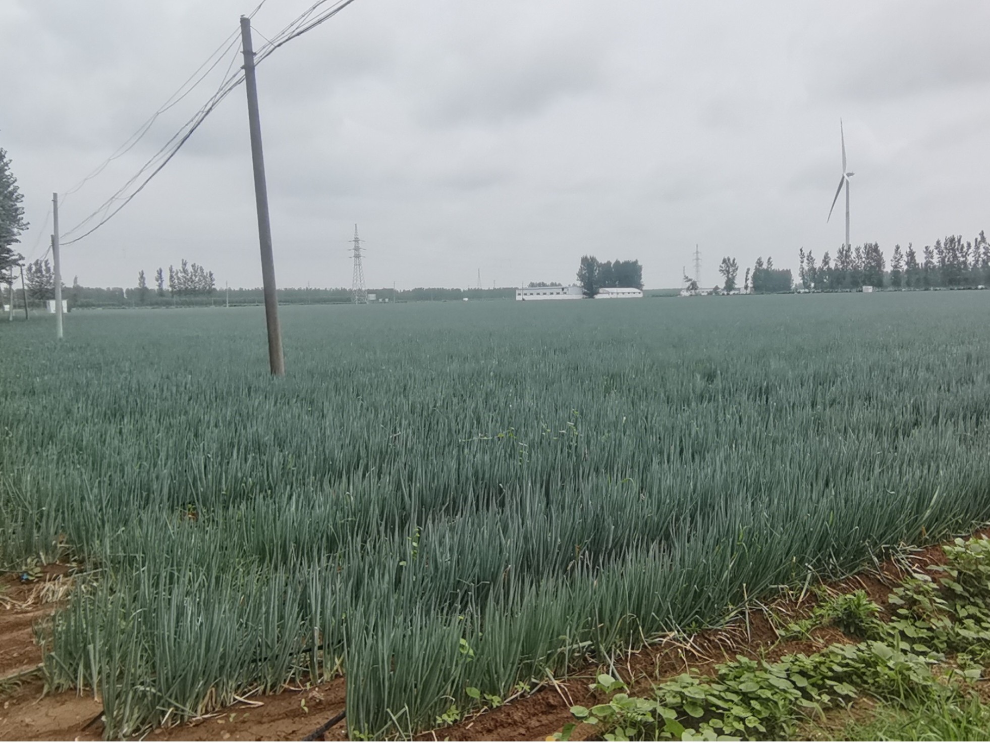 大蔥種植技術(shù)：夏秋季大蔥栽培選擇品種應注意哪些？何時育苗定植？