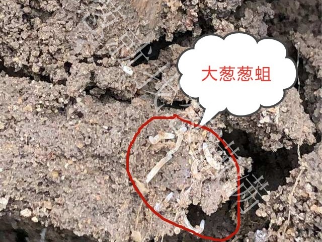 大蔥病蟲害：蔥地蛆危害有哪些影響？蔥地蛆如何防治？
