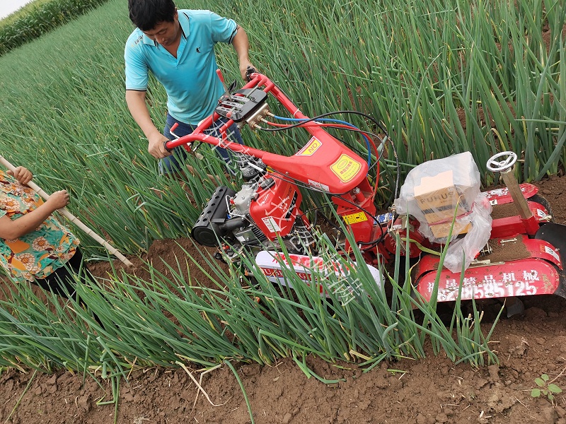 大蔥種植技術(shù)