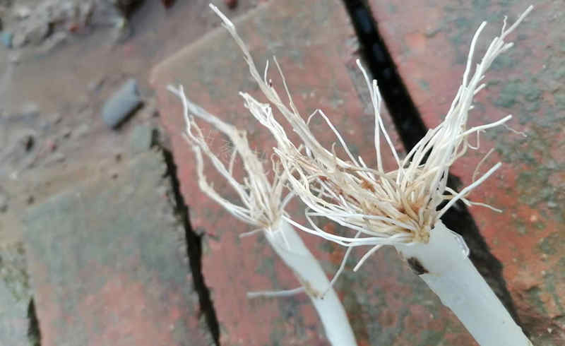 蔥苗出現(xiàn)根腐病