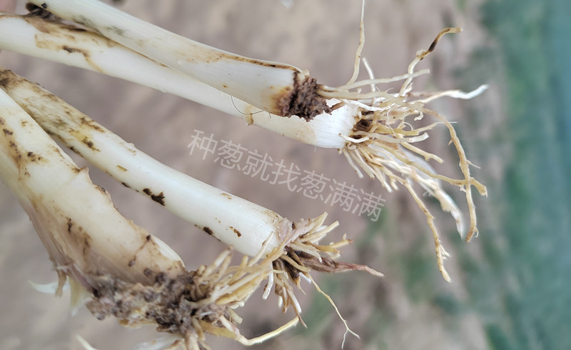 大蔥爛根