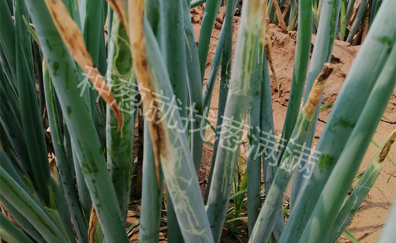 斑潛蠅