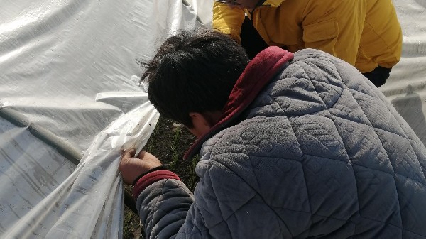 河南省新鄉(xiāng)輝縣40畝鋼蔥合作案例